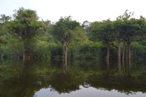 As árvores e seus reflexos no Rio Solimões, Manaus, 2014, por LP