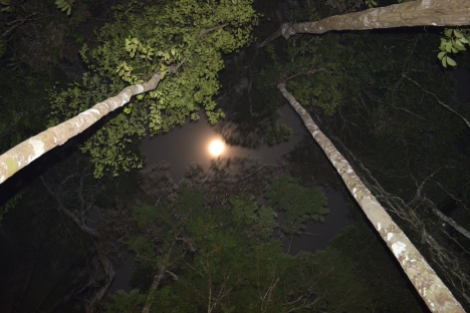 A noite na selva, Amazônia, 2014, por LP