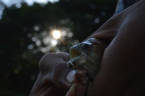 Pesca de pinhanha no Rio Solimões, 2014, por LP